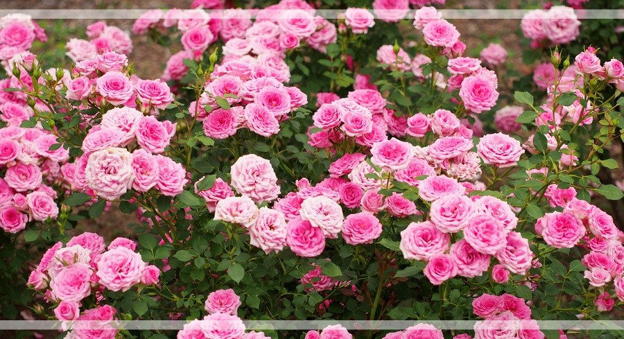 Amica róże okrywowe